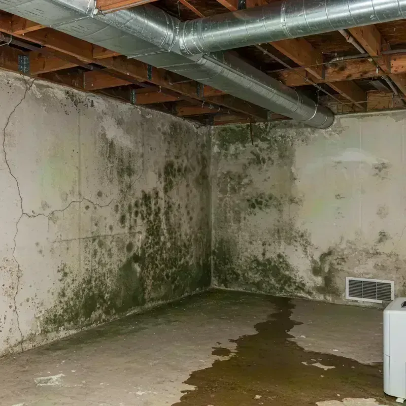 Professional Mold Removal in Gold Canyon, AZ